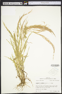 Eragrostis japonica image